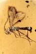 Fossil Parasitoid Wasp (Braconidae) In Baltic Amber #270649-1